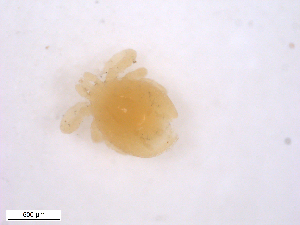  ( - BIOUG01781-E03)  @11 [ ] CreativeCommons - Attribution (2011) CBG Photography Group Centre for Biodiversity Genomics