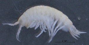 ( - SPCB-OC018)  @11 [ ] CreativeCommons - Attribution (2017) Alex Borisenko Centre for Biodiversity Genomics