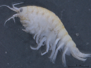  ( - SPCB-OC023)  @11 [ ] CreativeCommons - Attribution (2017) Alex Borisenko Centre for Biodiversity Genomics