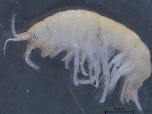  ( - SPCB-OC027)  @11 [ ] CreativeCommons - Attribution (2017) Alex Borisenko Centre for Biodiversity Genomics