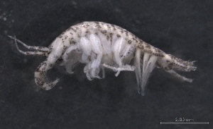  ( - SPCB-CC004)  @11 [ ] CreativeCommons - Attribution (2017) Alex Borisenko Centre for Biodiversity Genomics