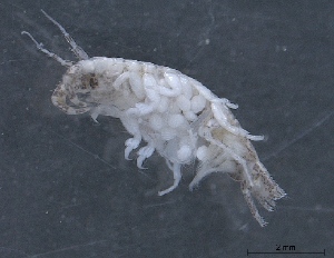  ( - SPCB-CC006)  @11 [ ] CreativeCommons - Attribution (2017) Alex Borisenko Centre for Biodiversity Genomics