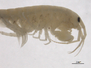  ( - SPCNAS-GTI 0108)  @11 [ ] CreativeCommons - Attribution Non-Commercial (2015) Scientific and Practical Center for Bioresources Scientific and Practical Center for Bioresources
