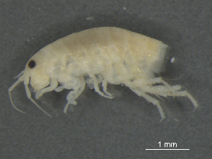  ( - BIOUG07994-A01)  @13 [ ] CreativeCommons - Attribution (2015) Tzitziki Loeza-Quintana Centre for Biodiversity Genomics