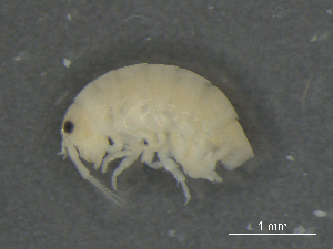  ( - BIOUG07994-A02)  @13 [ ] CreativeCommons - Attribution (2015) Tzitziki Loeza-Quintana Centre for Biodiversity Genomics