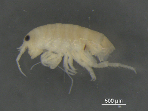  ( - BIOUG07994-A03)  @12 [ ] CreativeCommons - Attribution (2015) Tzitziki Loeza-Quintana Centre for Biodiversity Genomics