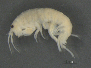  ( - BIOUG07994-A04)  @13 [ ] CreativeCommons - Attribution (2015) Tzitziki Loeza-Quintana Centre for Biodiversity Genomics