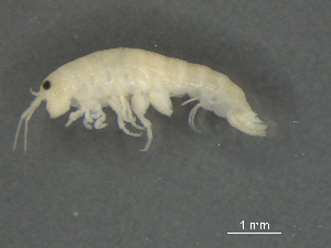  ( - BIOUG07994-A05)  @13 [ ] CreativeCommons - Attribution (2015) Tzitziki Loeza-Quintana Centre for Biodiversity Genomics