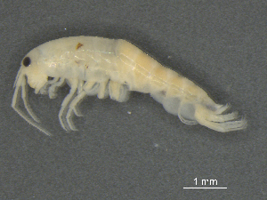  ( - BIOUG07994-A06)  @11 [ ] CreativeCommons - Attribution (2015) Tzitziki Loeza-Quintana Centre for Biodiversity Genomics