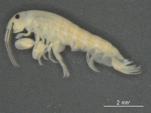  ( - BIOUG07994-A07)  @11 [ ] CreativeCommons - Attribution (2015) Tzitziki Loeza-Quintana Centre for Biodiversity Genomics
