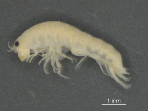  ( - BIOUG07994-A08)  @11 [ ] CreativeCommons - Attribution (2015) Tzitziki Loeza-Quintana Centre for Biodiversity Genomics