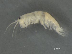  ( - BIOUG07994-A10)  @11 [ ] CreativeCommons - Attribution (2015) Tzitziki Loeza-Quintana Centre for Biodiversity Genomics