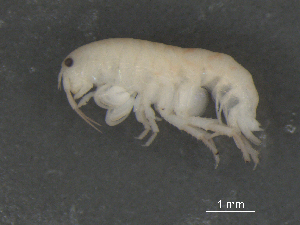  ( - BIOUG07994-D06)  @13 [ ] CreativeCommons - Attribution (2015) Tzitziki Loeza-Quintana Centre for Biodiversity Genomics