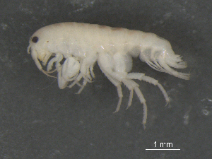  ( - BIOUG07994-D07)  @12 [ ] CreativeCommons - Attribution (2015) Tzitziki Loeza-Quintana Centre for Biodiversity Genomics
