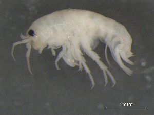  ( - BIOUG07994-D08)  @13 [ ] CreativeCommons - Attribution (2015) Tzitziki Loeza-Quintana Centre for Biodiversity Genomics