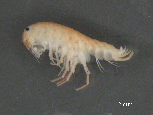  ( - BIOUG07994-E04)  @11 [ ] CreativeCommons - Attribution (2015) Tzitziki Loeza-Quintana Centre for Biodiversity Genomics