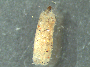  ( - MDFRC_TR0091)  @12 [ ] CreativeCommons - Attribution (2014) Murray-Darling Freshwater Research Centre Murray-Darling Freshwater Research Centre