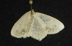  ( - moth1070.01)  @13 [ ] CreativeCommons - Attribution (2010) CBG Photography Group Centre for Biodiversity Genomics