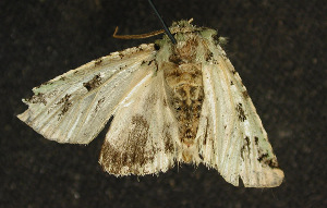  ( - moth150.01)  @12 [ ] CreativeCommons - Attribution (2010) CBG Photography Group Centre for Biodiversity Genomics