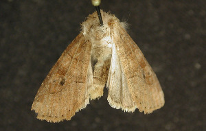  ( - moth169.01)  @13 [ ] CreativeCommons - Attribution (2010) CBG Photography Group Centre for Biodiversity Genomics