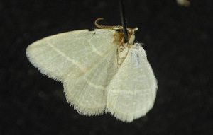  ( - moth319.01)  @12 [ ] CreativeCommons - Attribution (2010) CBG Photography Group Centre for Biodiversity Genomics