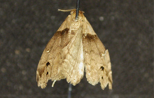  ( - moth380.01)  @13 [ ] CreativeCommons - Attribution Non-Commercial Share-Alike (2010) CBG Photography Group Centre for Biodiversity Genomics