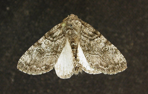  ( - moth666.01)  @14 [ ] CreativeCommons - Attribution (2010) CBG Photography Group Centre for Biodiversity Genomics