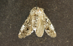  ( - moth998.01)  @12 [ ] CreativeCommons - Attribution Non-Commercial Share-Alike (2010) CBG Photography Group Centre for Biodiversity Genomics