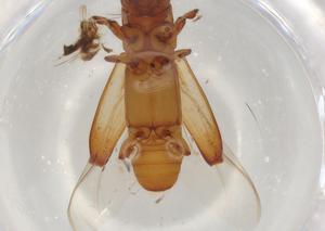  ( - BIOUG82693-F11)  @11 [ ] CreativeCommons - Attribution (2022) Centre for Biodiversity Genomics Centre for Biodiversity Genomics