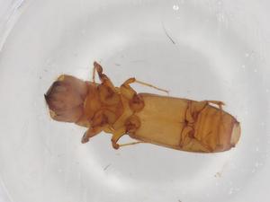  ( - BIOUG82775-D08)  @11 [ ] CreativeCommons - Attribution (2022) Centre for Biodiversity Genomics Centre for Biodiversity Genomics