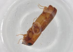  ( - BIOUG82788-E09)  @11 [ ] CreativeCommons - Attribution (2022) Centre for Biodiversity Genomics Centre for Biodiversity Genomics