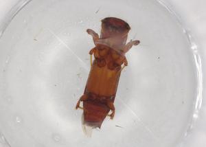  ( - BIOUG87167-C08)  @11 [ ] CreativeCommons - Attribution (2022) Centre for Biodiversity Genomics Centre for Biodiversity Genomics