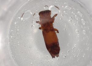  ( - BIOUG89093-H03)  @11 [ ] CreativeCommons - Attribution (2022) Centre for Biodiversity Genomics Centre for Biodiversity Genomics