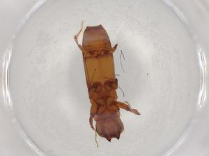  ( - BIOUG89137-C02)  @11 [ ] CreativeCommons - Attribution (2022) Centre for Biodiversity Genomics Centre for Biodiversity Genomics