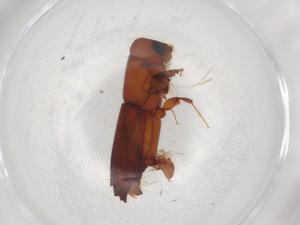  ( - BIOUG89138-B11)  @11 [ ] CreativeCommons - Attribution (2022) Centre for Biodiversity Genomics Centre for Biodiversity Genomics