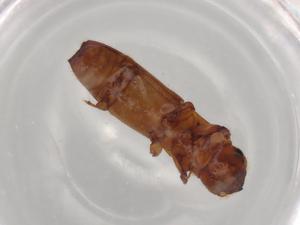  ( - BIOUG89140-E01)  @11 [ ] CreativeCommons - Attribution (2022) Centre for Biodiversity Genomics Centre for Biodiversity Genomics