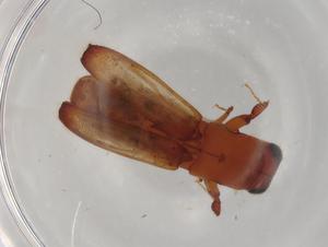  ( - BIOUG90846-H11)  @11 [ ] CreativeCommons - Attribution (2022) Centre for Biodiversity Genomics Centre for Biodiversity Genomics