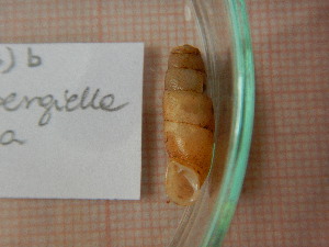  (Dautzenbergiella - 389_2013_b)  @11 [ ] CreativeCommons - Attribution Non-Commercial No Derivatives (2019) Anna Drozd University of Lodz, Faculty of Biology and Environmental Protection
