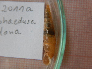  (Hemiphaedusa polydona - B_35_2011a)  @11 [ ] CreativeCommons - Attribution Non-Commercial No Derivatives (2023) Anna Drozd University of Lodz, Faculty of Biology and Environmental Protection