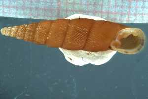  (Stereophaedusa cymatodes - CYMA3_02)  @11 [ ] CreativeCommons - Attribution Share-Alike (2021) Unspecified University of Lodz, Dept of Invertebrate Zoology and Hydrobiology