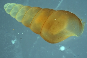  (Megalophaedusa infausta - INFA_01)  @11 [ ] CreativeCommons - Attribution Share-Alike (2021) Unspecified University of Lodz, Dept of Invertebrate Zoology and Hydrobiology