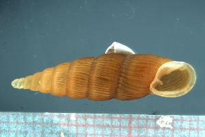  (Stereophaedusa interlamellaris - INTE3_01)  @11 [ ] CreativeCommons - Attribution Share-Alike (2021) Unspecified University of Lodz, Dept of Invertebrate Zoology and Hydrobiology