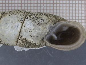  (Megalophaedusa martensi - MART_01)  @11 [ ] CreativeCommons - Attribution Share-Alike (2021) Unspecified University of Lodz, Dept of Invertebrate Zoology and Hydrobiology