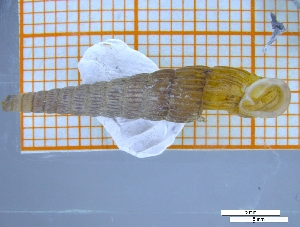  (Stereophaedusa ijimae - MESIJI_01)  @11 [ ] CreativeCommons - Attribution Share-Alike (2021) Unspecified University of Lodz, Dept of Invertebrate Zoology and Hydrobiology