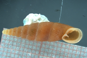  (Megalophaedusa pinguis - PING_02)  @11 [ ] CreativeCommons - Attribution Share-Alike (2021) Unspecified University of Lodz, Dept of Invertebrate Zoology and Hydrobiology