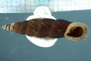  (Reinia sieboldtii - SIEB_01)  @11 [ ] CreativeCommons - Attribution Share-Alike (2021) Unspecified University of Lodz, Dept of Invertebrate Zoology and Hydrobiology