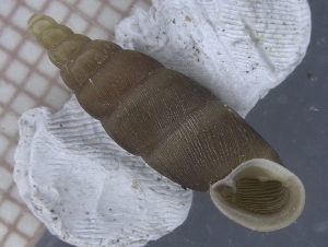  (Stereophaedusa tabukii - TABU_01)  @11 [ ] CreativeCommons - Attribution Share-Alike (2021) Unspecified University of Lodz, Dept of Invertebrate Zoology and Hydrobiology
