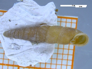  ( - YONG_A_02)  @11 [ ] CreativeCommons - Attribution Share-Alike (2021) Unspecified University of Lodz, Dept of Invertebrate Zoology and Hydrobiology