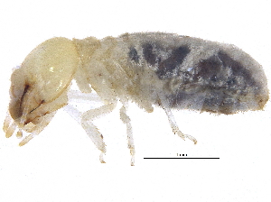  (NGOvaTGM NSpanTGM - BIOUG16321-B04)  @14 [ ] CreativeCommons - Attribution (2015) CBG Photography Group Centre for Biodiversity Genomics