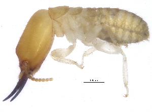  ( - BIOUG16321-D08)  @13 [ ] CreativeCommons - Attribution (2015) CBG Photography Group Centre for Biodiversity Genomics